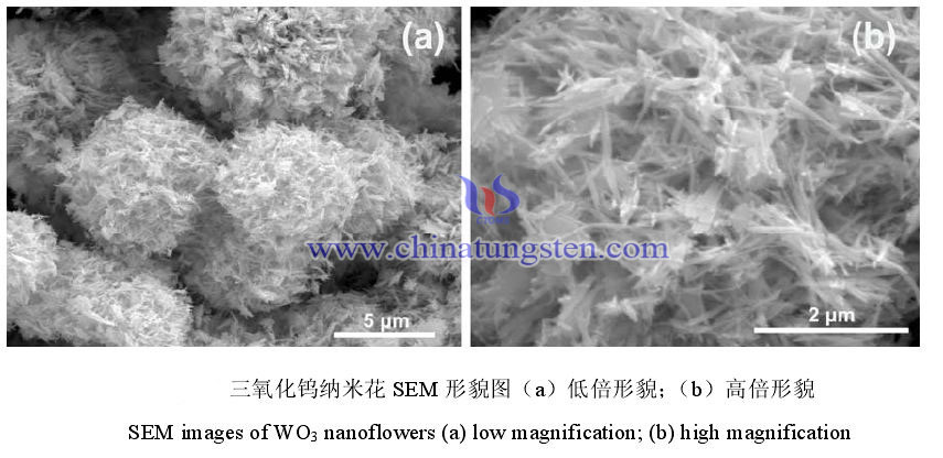 三氧化鎢納米花形貌圖片