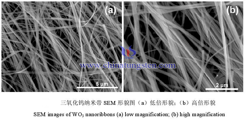 三氧化钨纳米带形貌图片